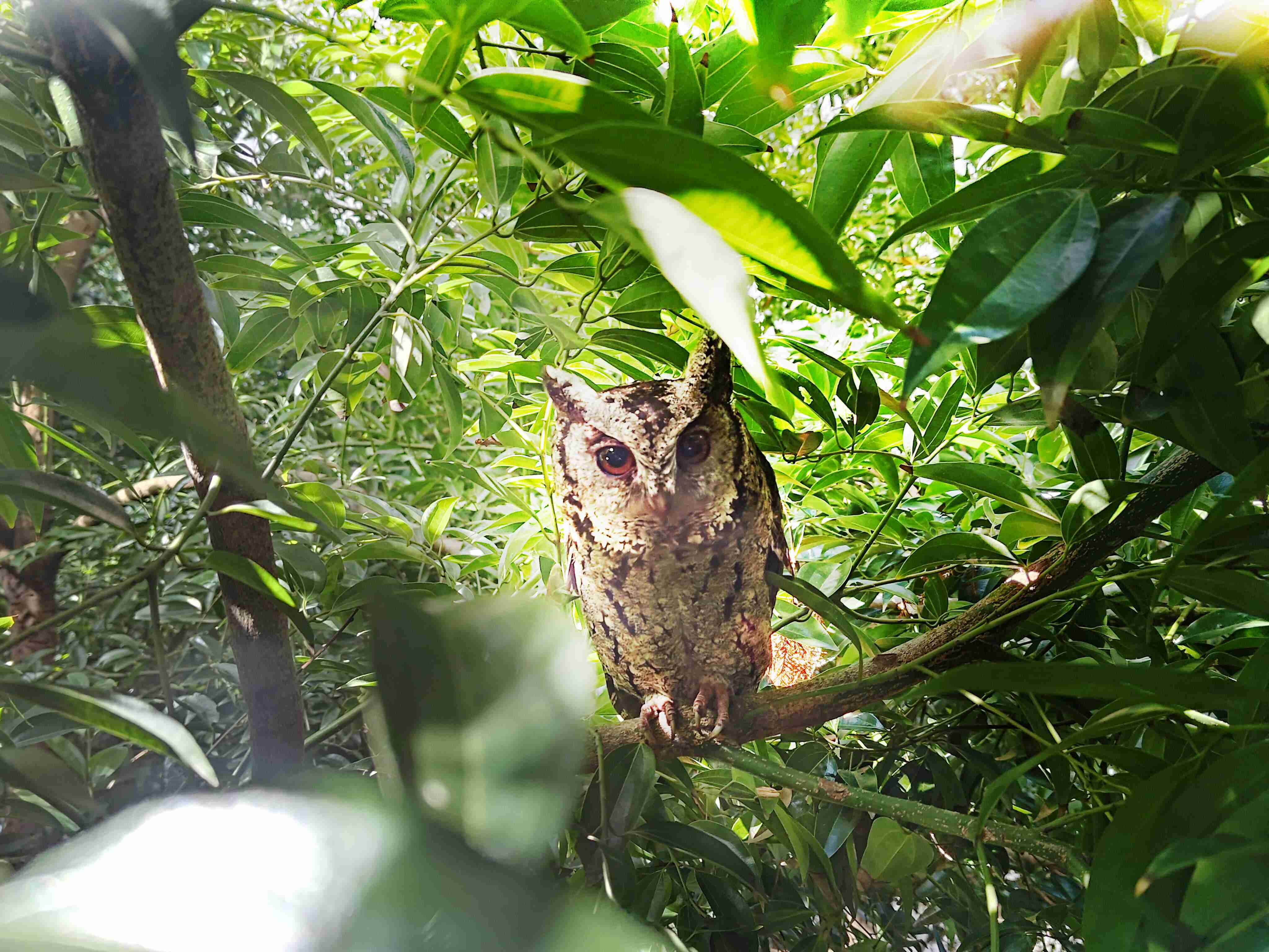 彩神vll致力提倡净零绿生活，，16年以来在全球各厂区植树逾百万棵，，，，造就各厂区树木蔚然成林，，犹如森林工厂，，，，成为许多生物的栖息地